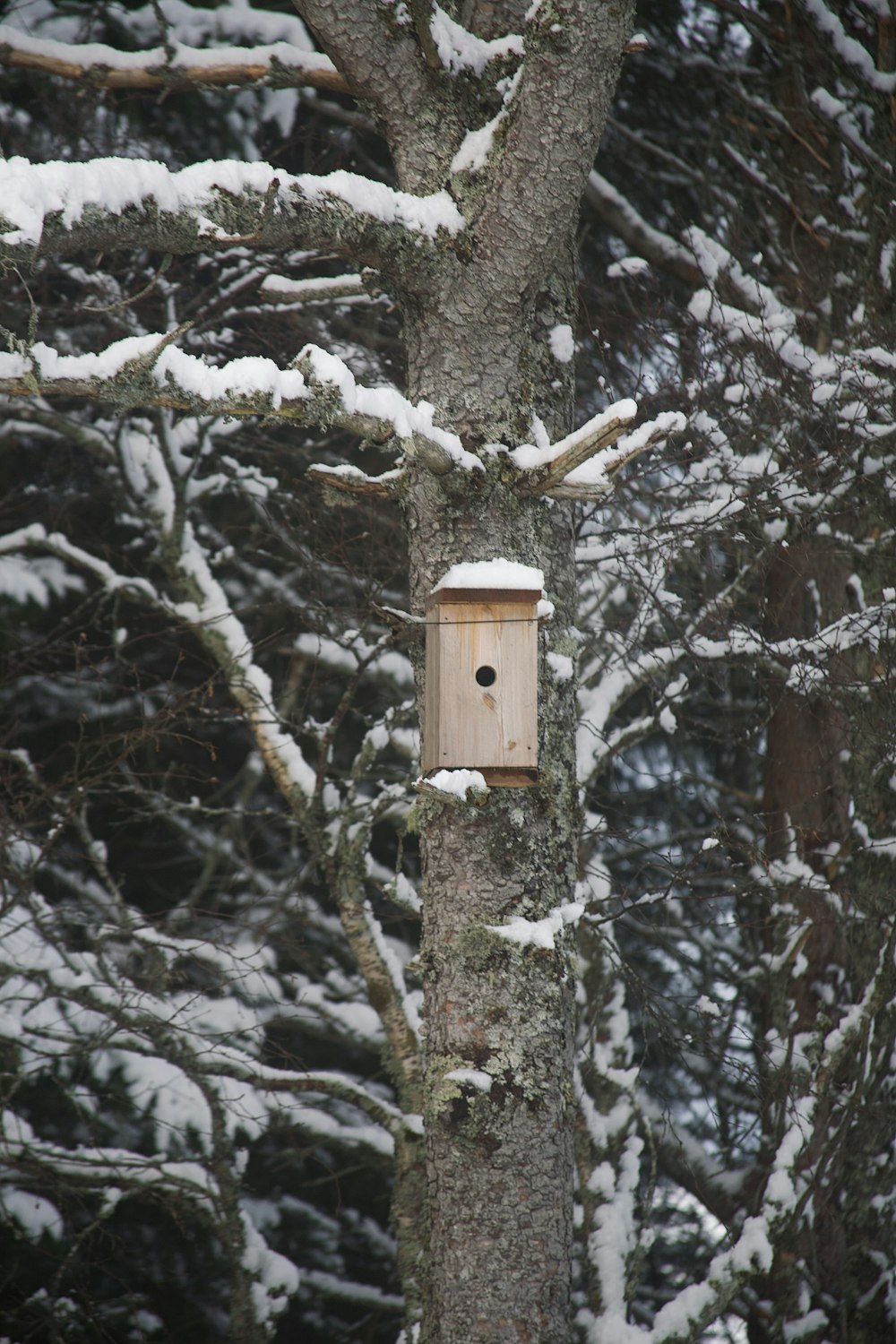 a bird house hanging from a tree in the snow