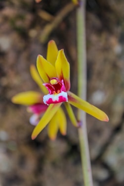 A vibrant close-up of a blooming orchid in natural sunlight.