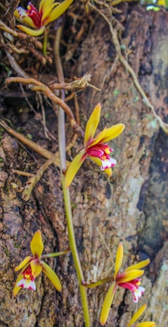 Close-up of colorful tropical orchids growing on a moss-covered tree trunk.