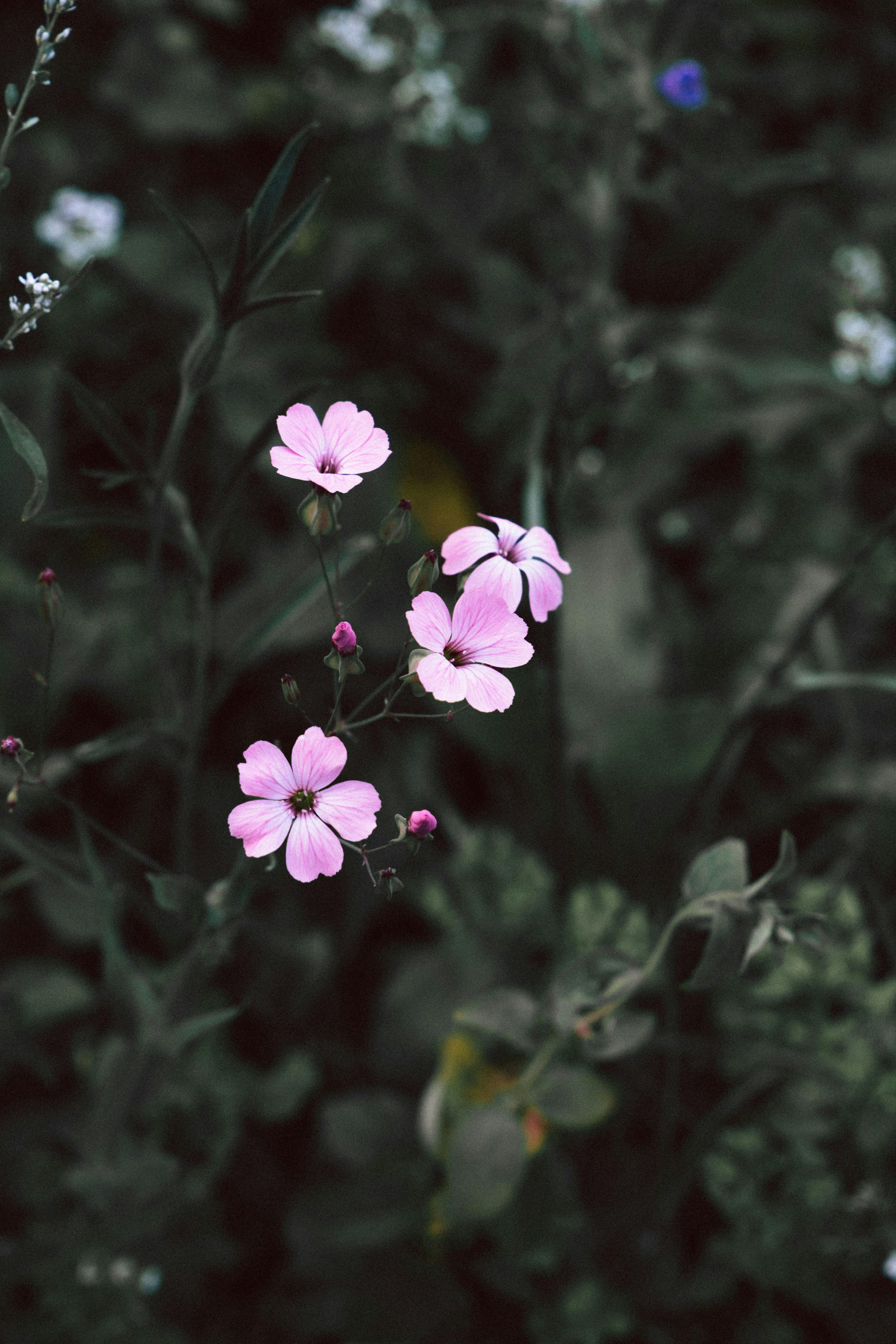 Photo by katharina_bill