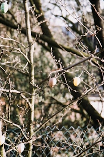 A collection of bare tree branches with decorative Easter eggs attached. The eggs vary in color, ranging from white to pastel shades, and are suspended delicately among the twigs. In the background, a blurred fence and additional trees can be seen, suggesting an outdoor setting.