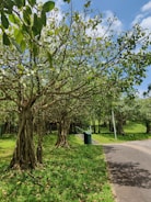 A serene outdoor scene featuring a lush landscape with a cluster of trees, their dense green foliage partially covering a bright blue sky. A paved path curves through the grassy area, alongside which stands a green waste bin and a metal railing.