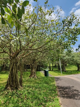 A serene outdoor scene featuring a lush landscape with a cluster of trees, their dense green foliage partially covering a bright blue sky. A paved path curves through the grassy area, alongside which stands a green waste bin and a metal railing.