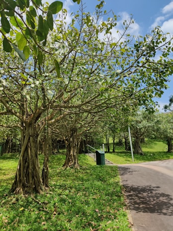 A serene landscape with a recycling symbol made of leaves.