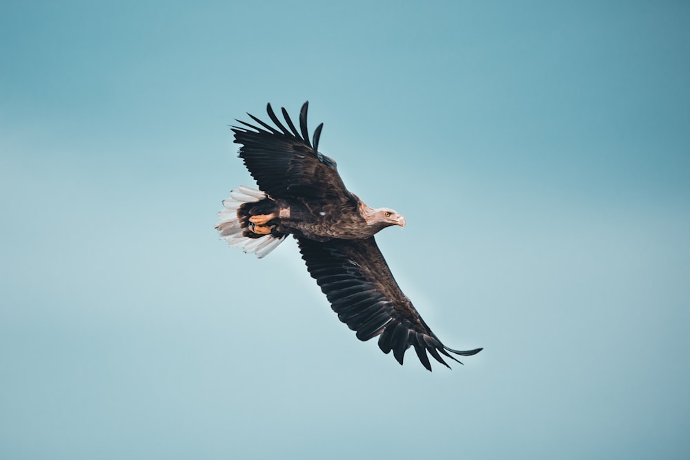 a large bird flying through a blue sky