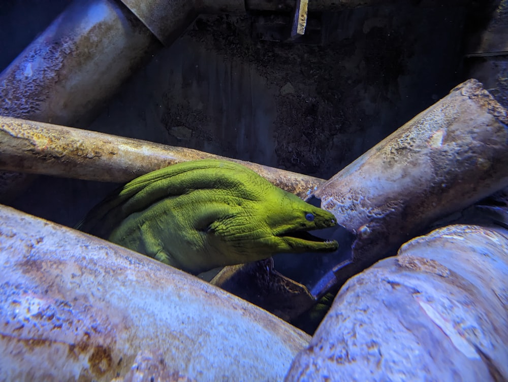 a large green lizard sitting on top of a metal pipe