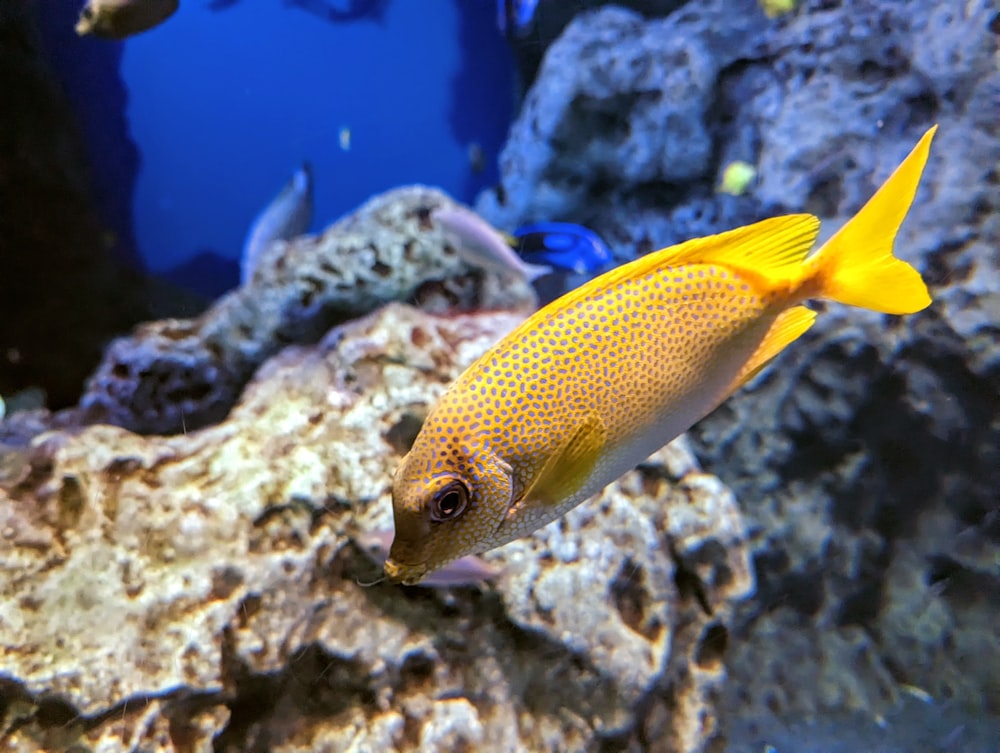 Un piccolo pesce giallo che nuota in un acquario