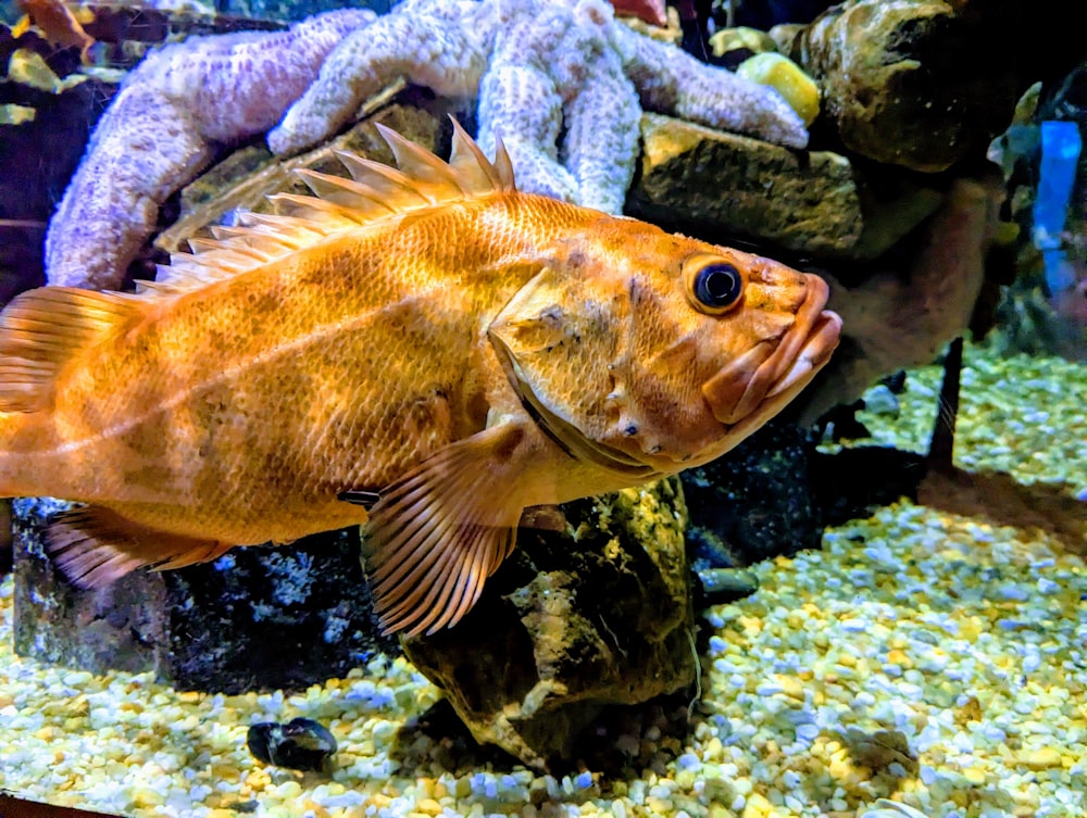 un pesce che è seduto su una roccia