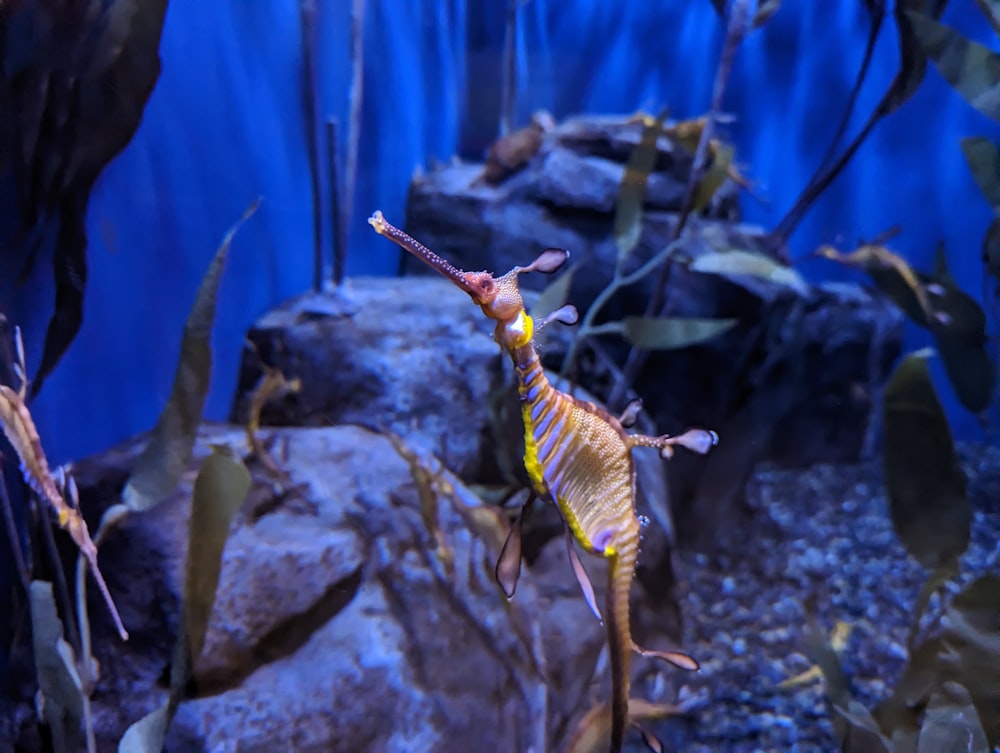 Un cavalluccio marino in un acquario con rocce e piante