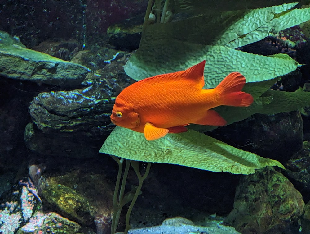 un pesce che nuota in un po' d'acqua