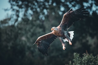 A stunning wildlife photograph showcasing a majestic eagle in flight.