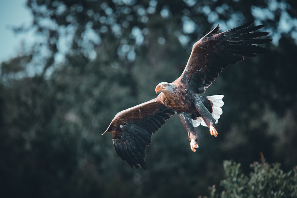 a large bird flying over a lush green forest