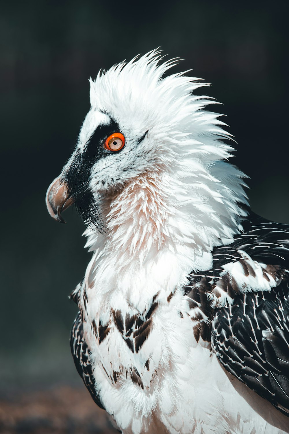 a white and black bird with orange eyes