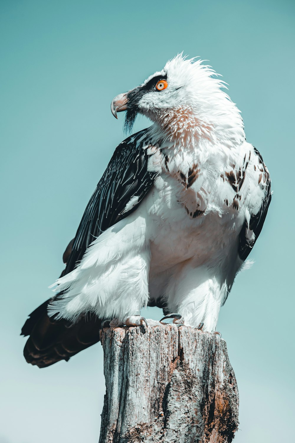 a white and black bird sitting on top of a wooden post