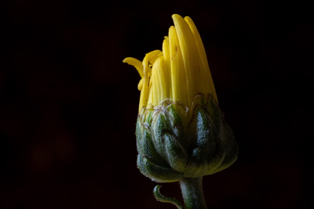 a close up of a flower with a black background