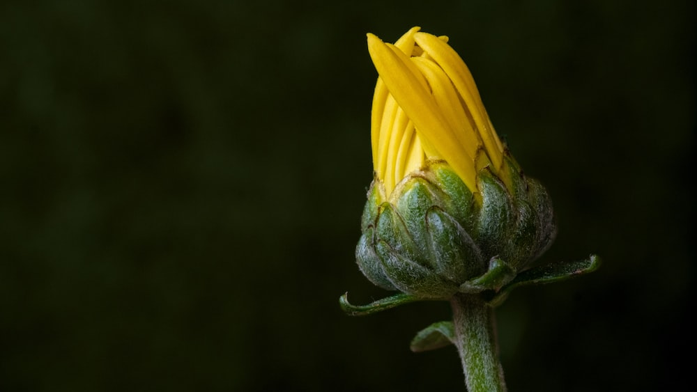 a close up of a yellow flower bud