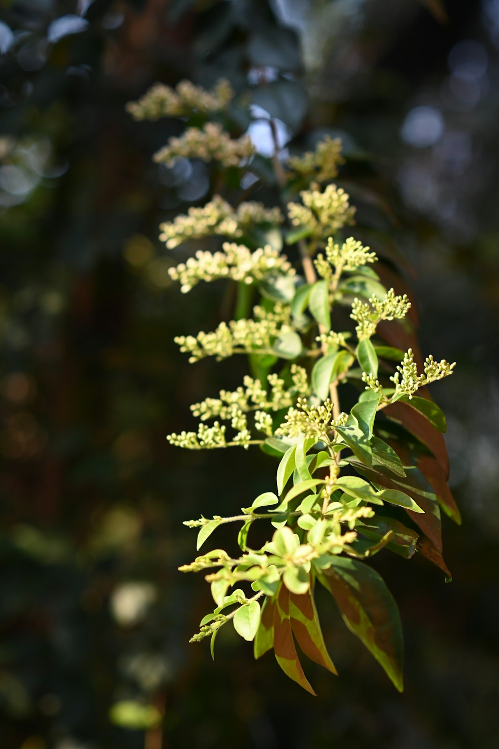 a close up of a plant with green leaves