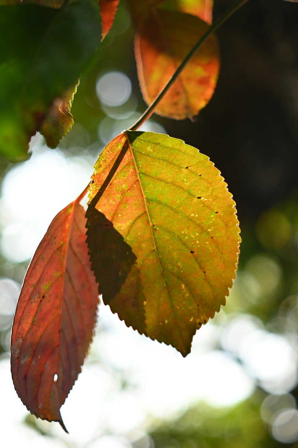 a close up of a leaf on a tree