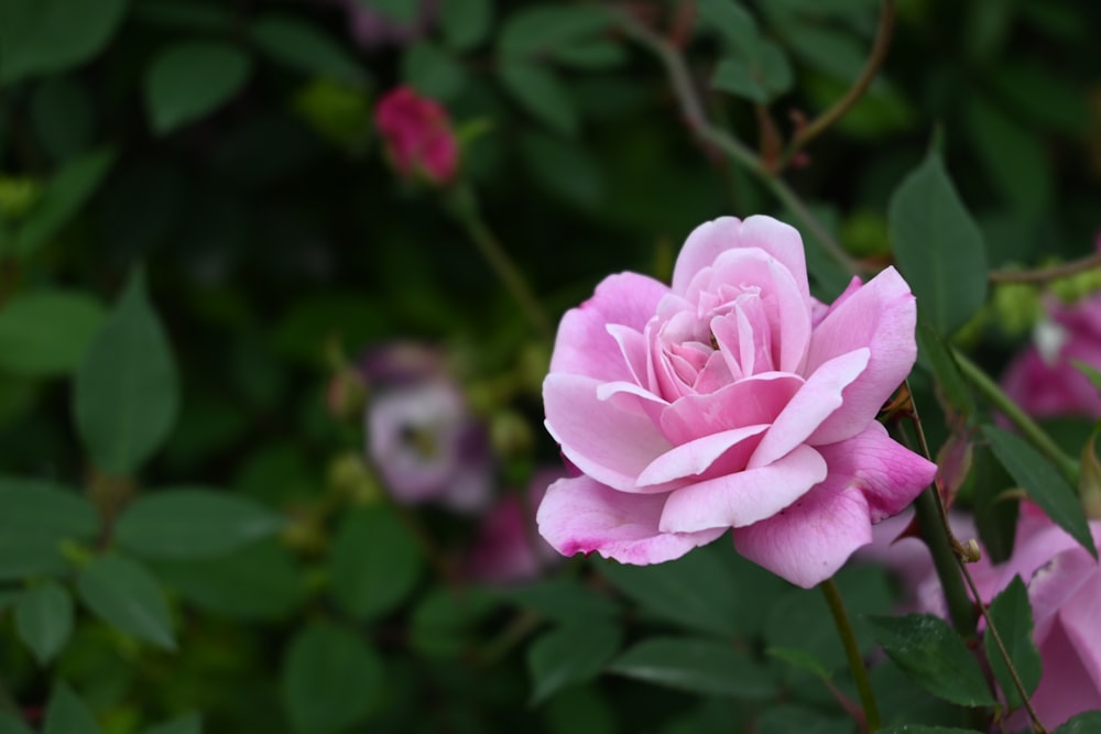 a pink rose is blooming in a garden