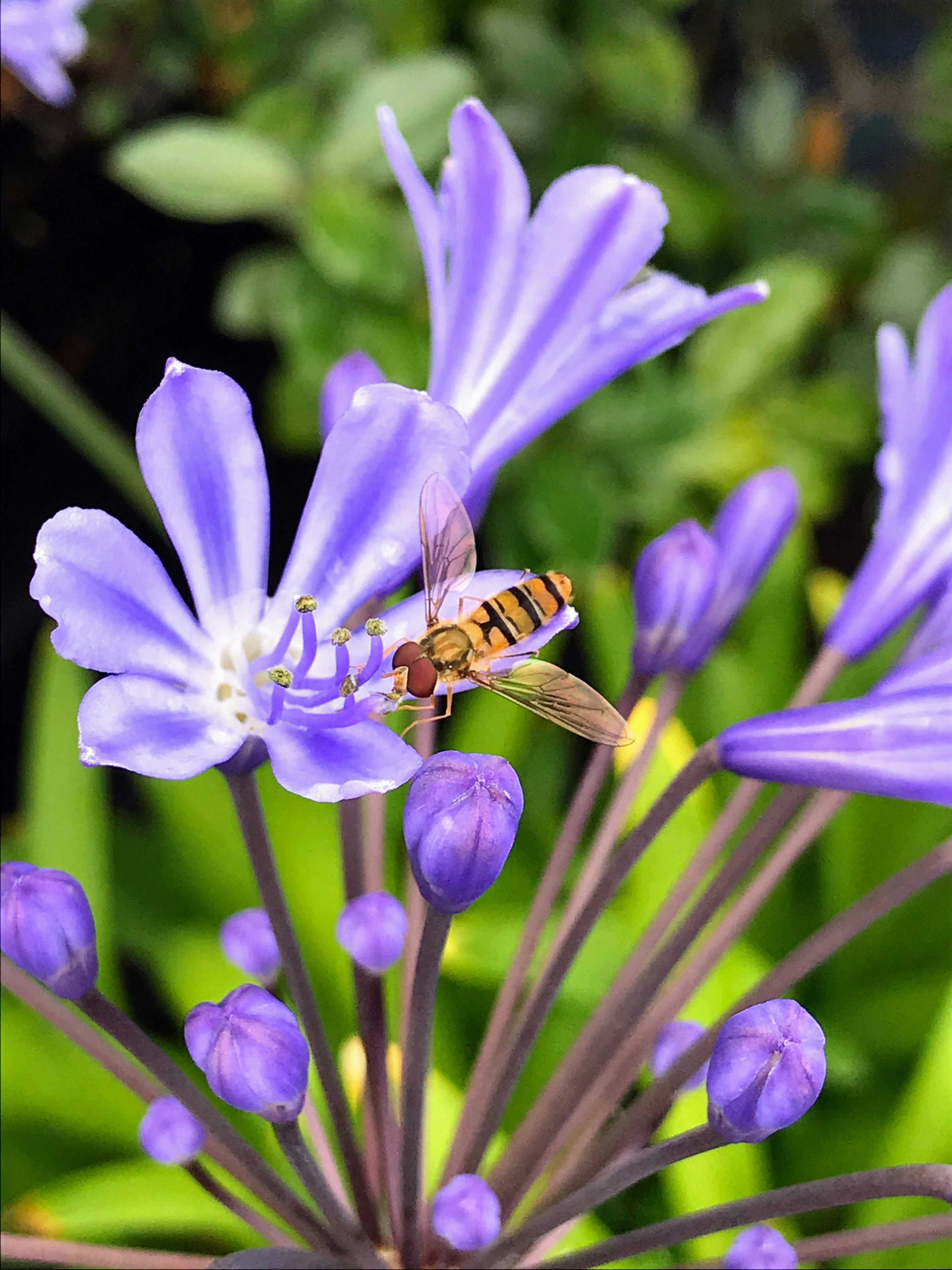 a bee sitting on top of a purple flower