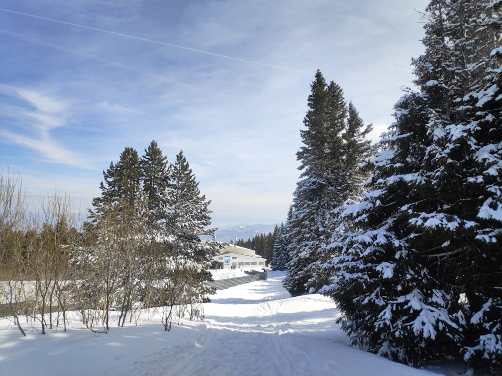 a snow covered road surrounded by pine trees