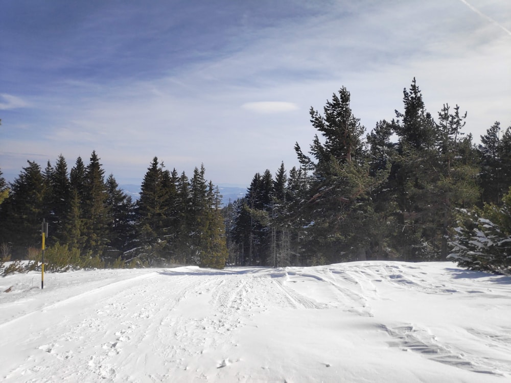 a snow covered road surrounded by pine trees