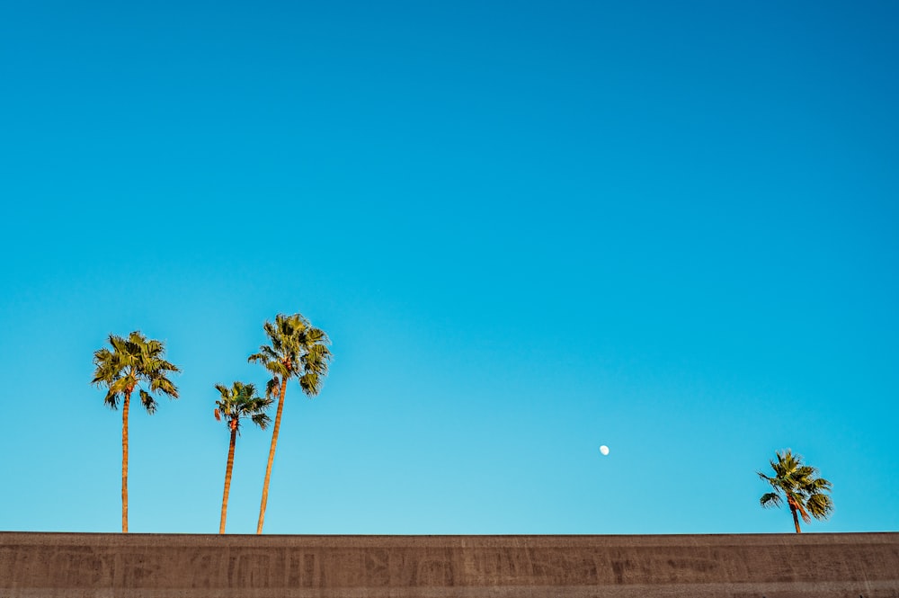 three palm trees and a half moon against a blue sky