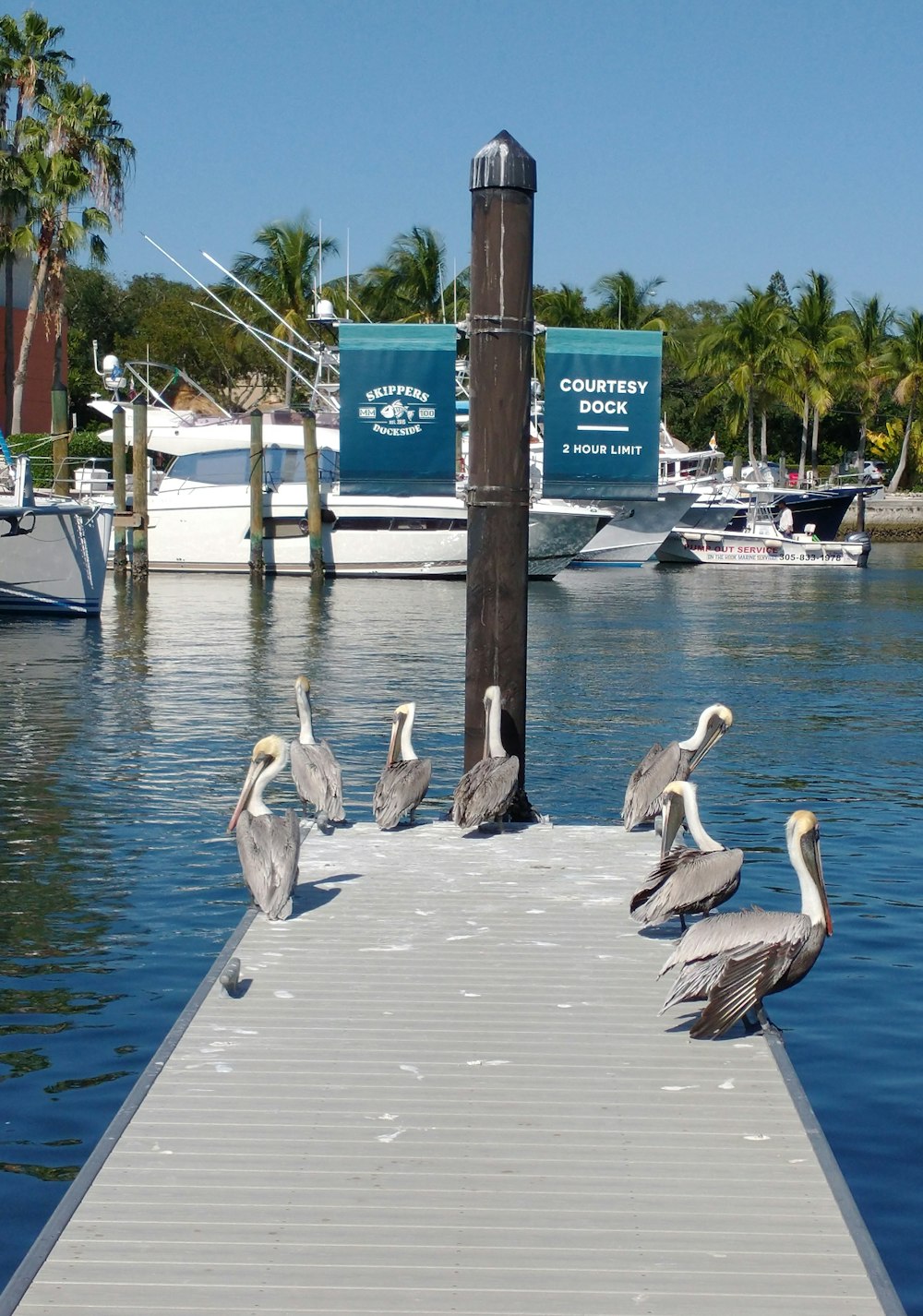 a flock of birds sitting on a dock next to a body of water