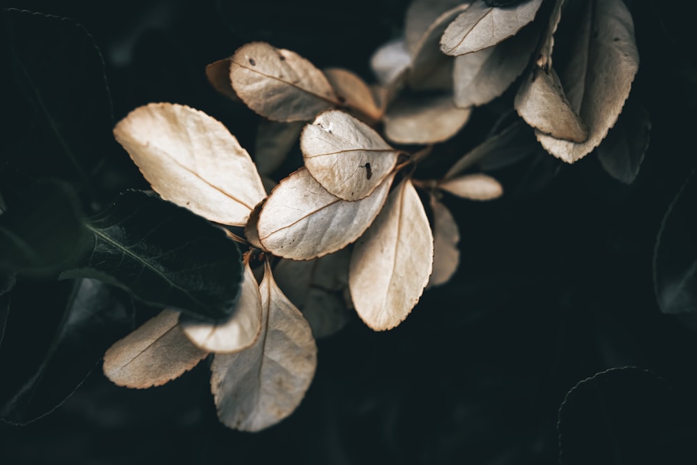 a close up of leaves on a tree