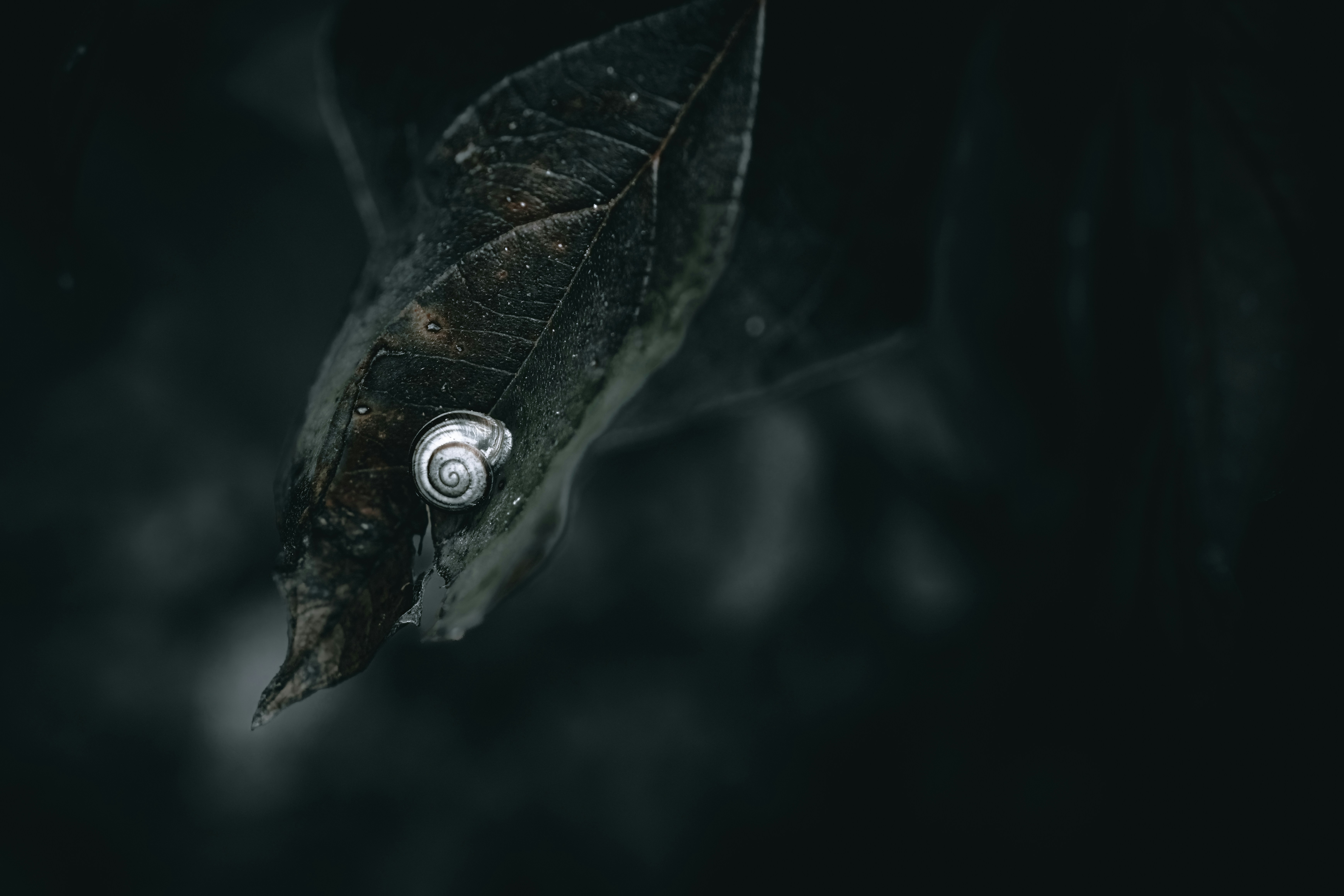 A close up of a small snail on a leaf