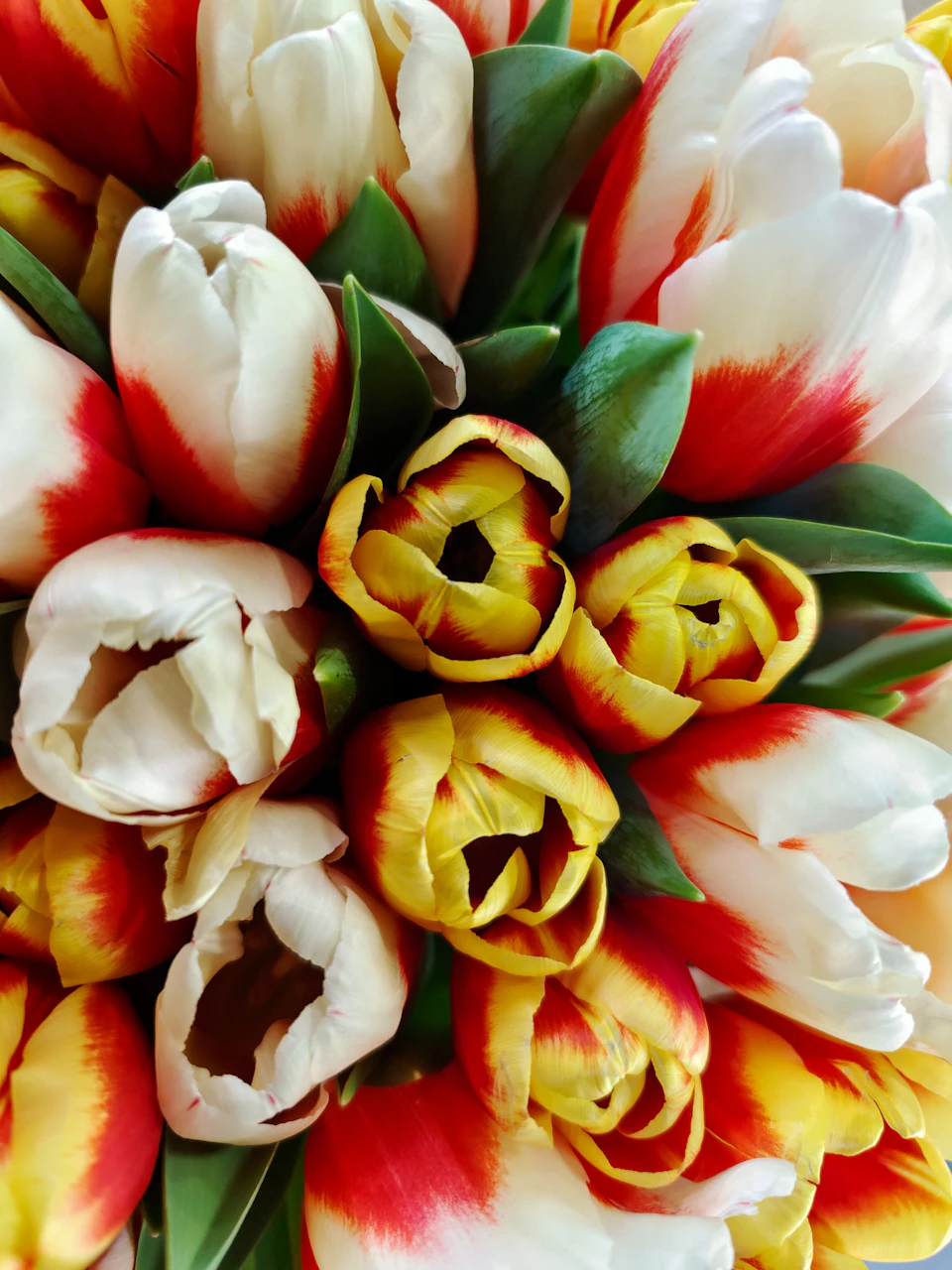 The image shows a bouquet of tulips arranged in a circular pattern, with red and white tulips forming the outer ring and yellow tulips filling the inner ring. The tulips are in full bloom, showcasing their vibrant colors against a gray background.