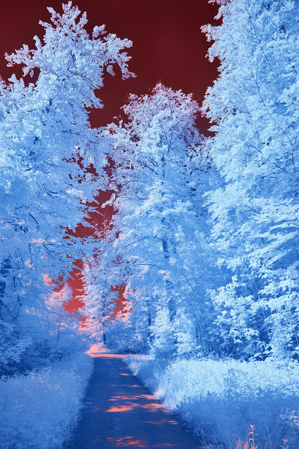 a blue and red photo of trees and a road