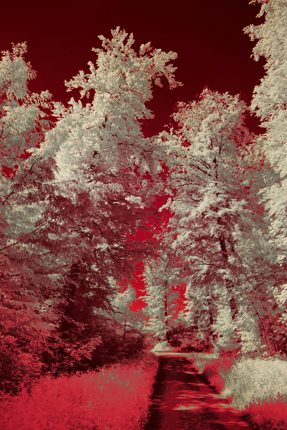infrared image of a path in a forest