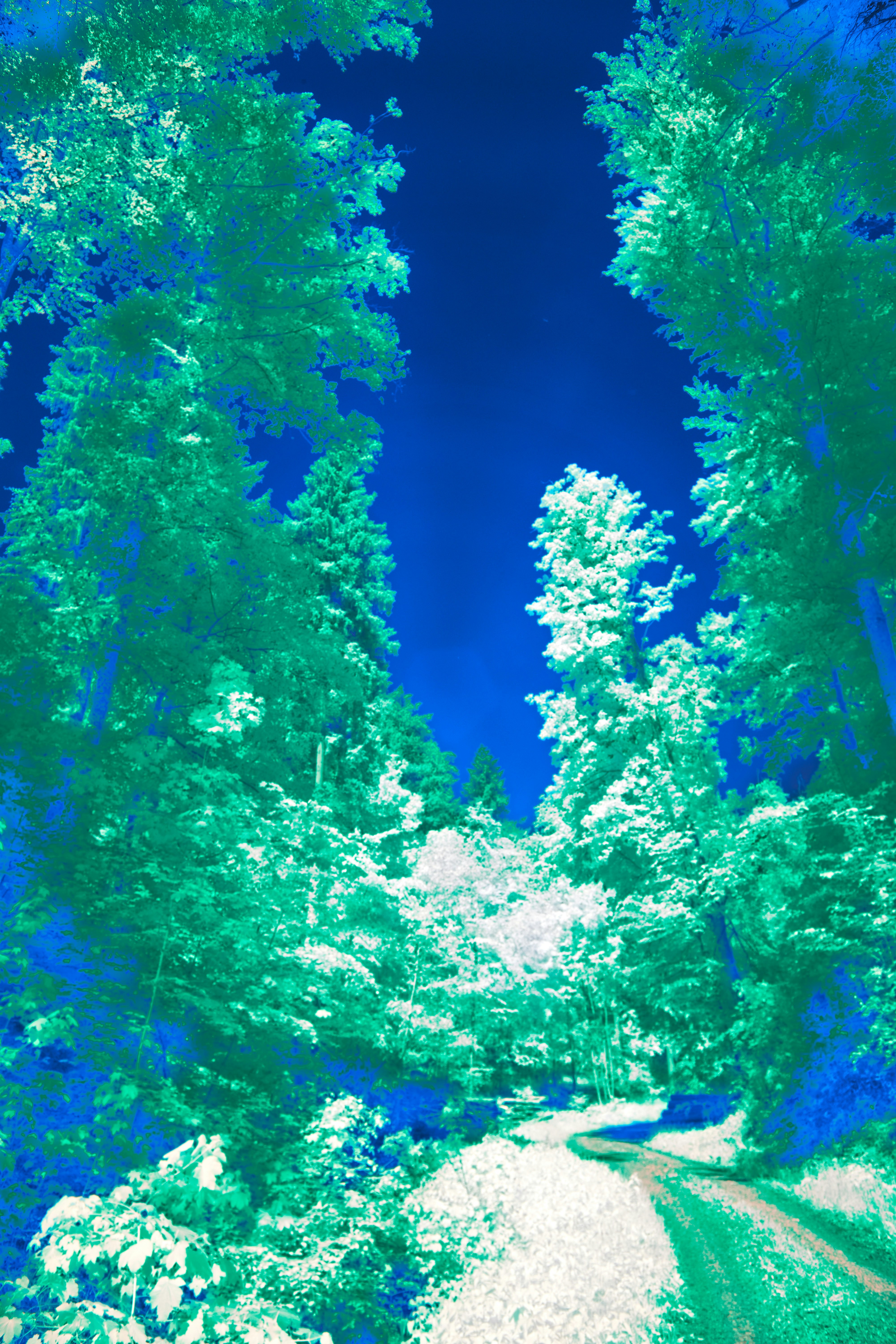 Photo by wolfgang_hasselmann