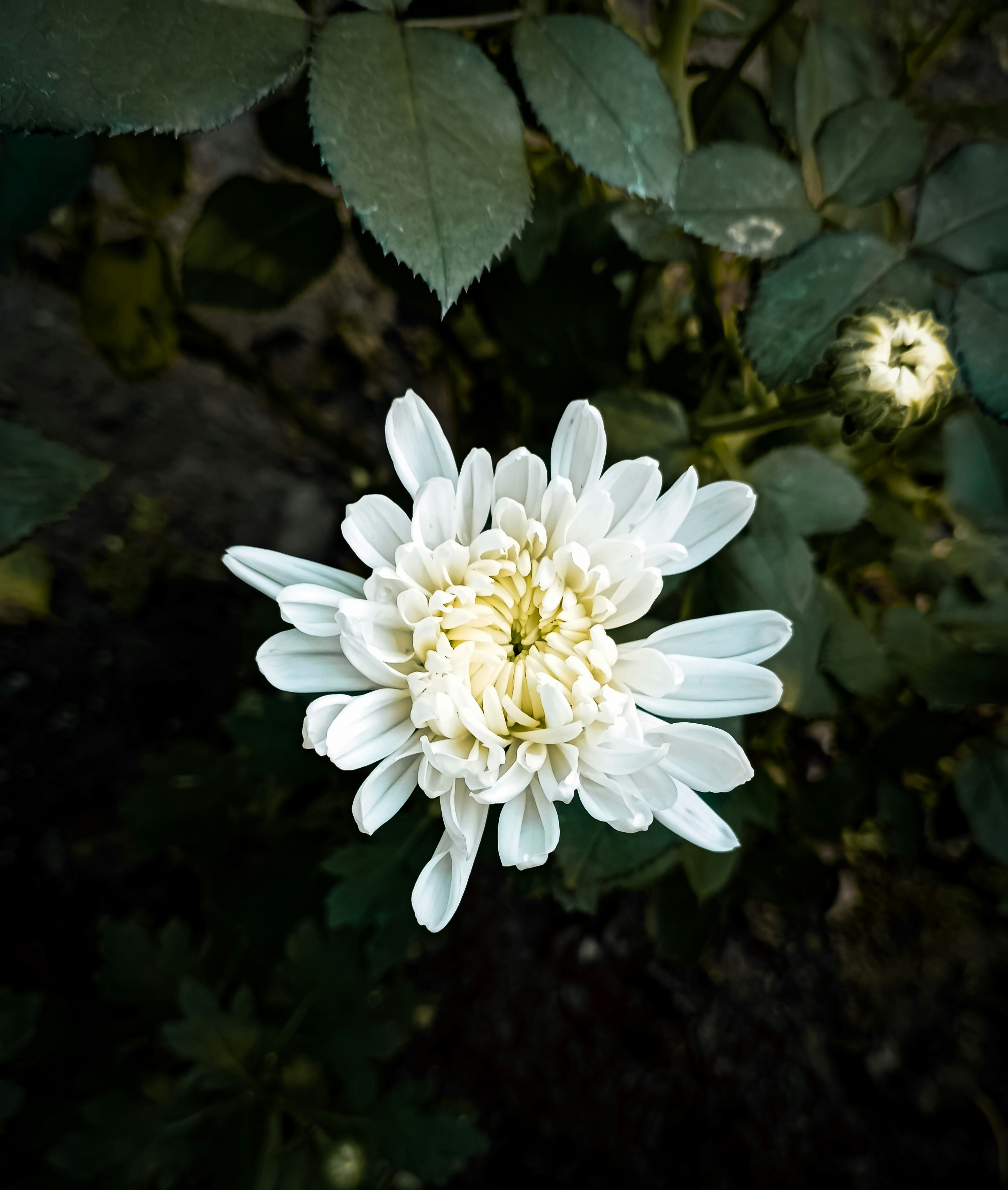 a white flower with green leaves in the background