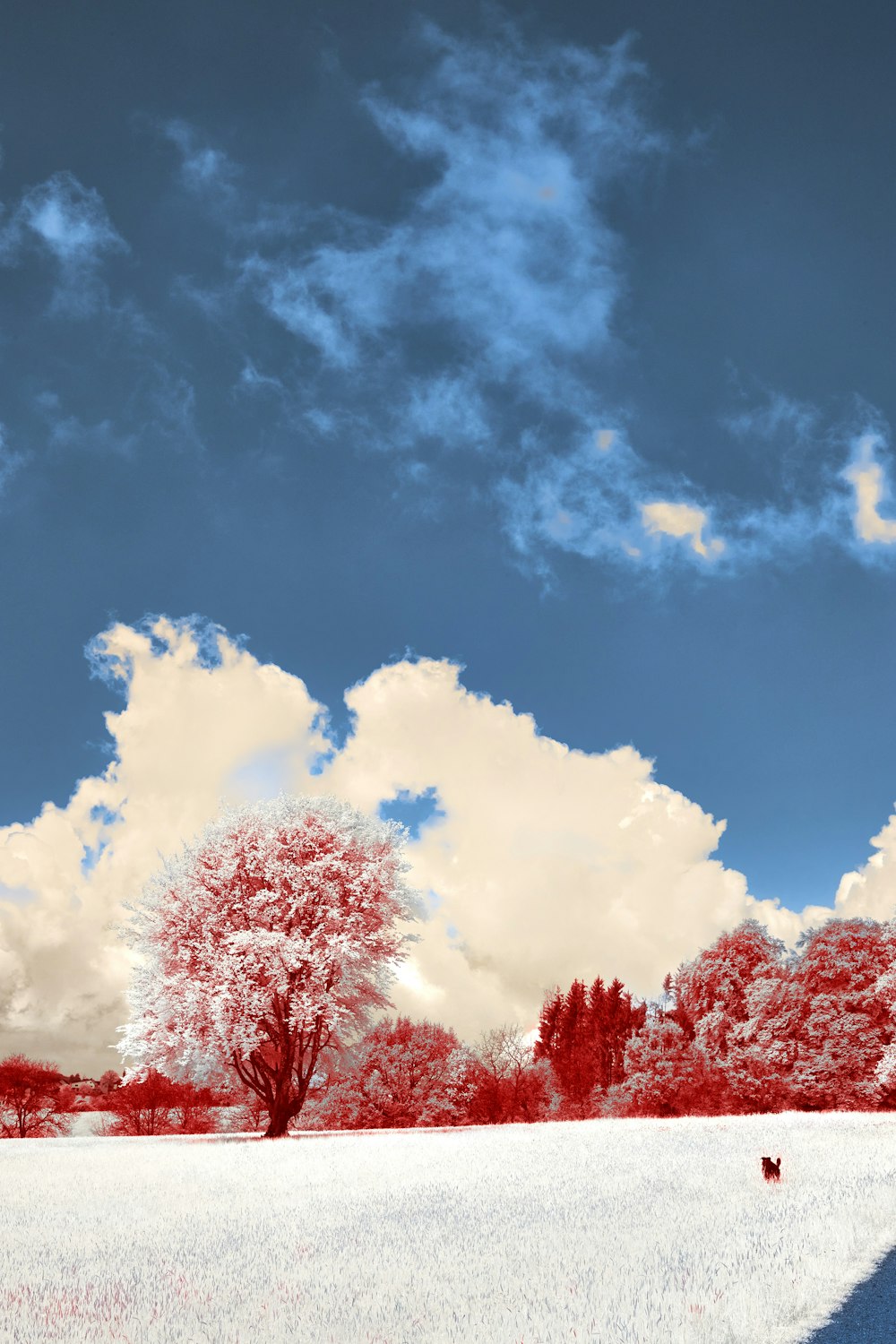 a red and white photo of trees and clouds