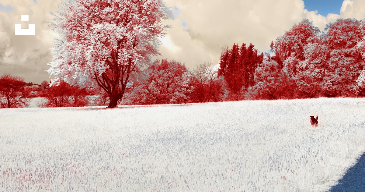 Une photo rouge et blanche d’arbres et de nuages photo – Photo ...
