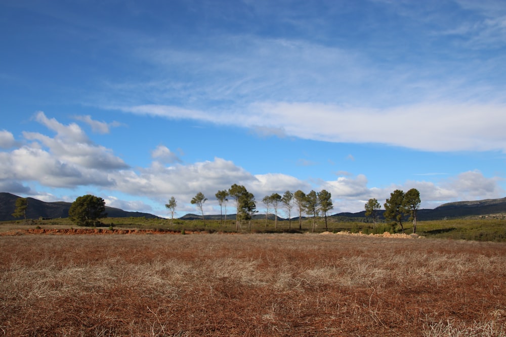 a field that has some trees in it