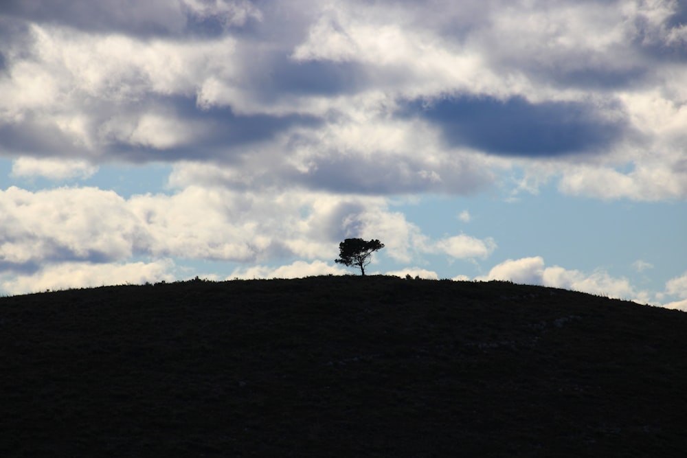 a lone tree sitting on top of a hill