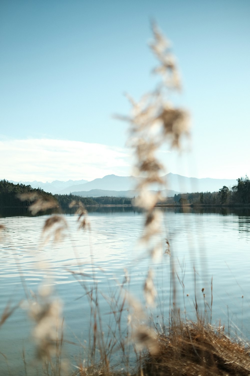 a body of water surrounded by tall grass