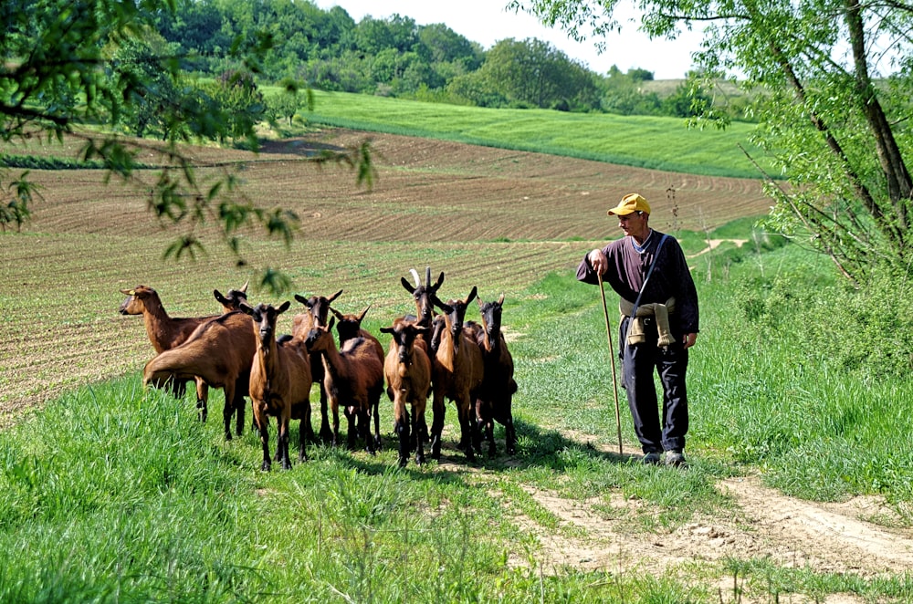 a man standing next to a herd of horses on a lush green field