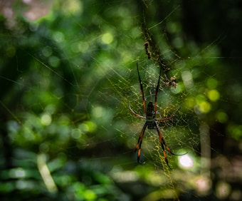 A spider with long legs and distinctive markings sits on a web amid a lush, green background. The web is intricate, with strands glistening in the light. The environment suggests a dense, natural setting like a forest or garden.