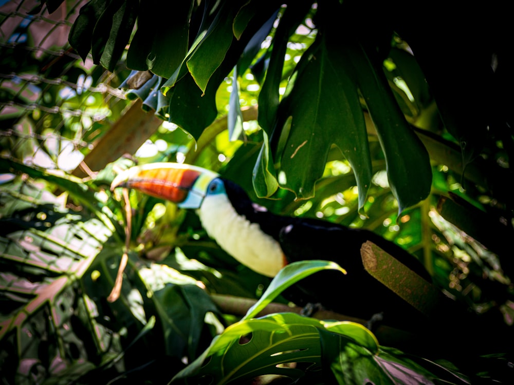 a colorful toucan sitting on top of a lush green forest