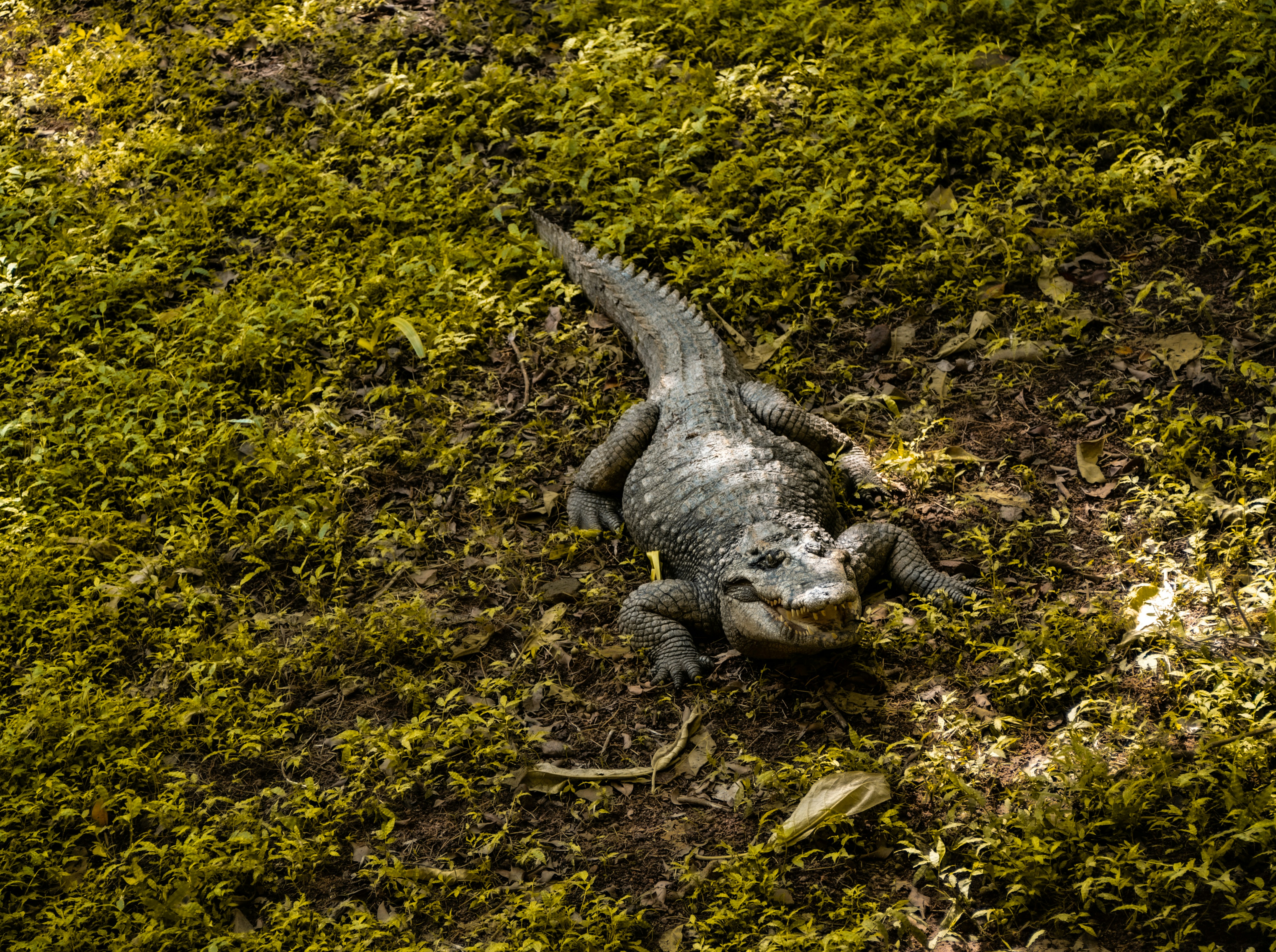 Photo by alekseyryan