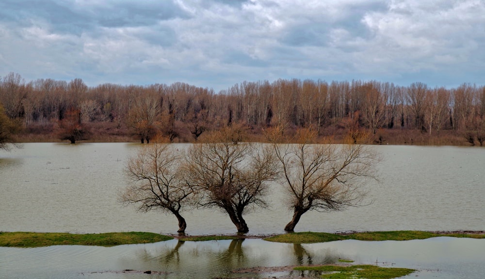 a couple of trees that are in some water