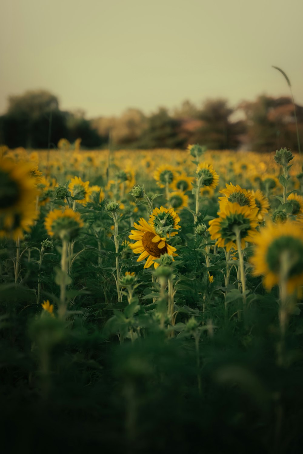 a field of sunflowers with a sky background