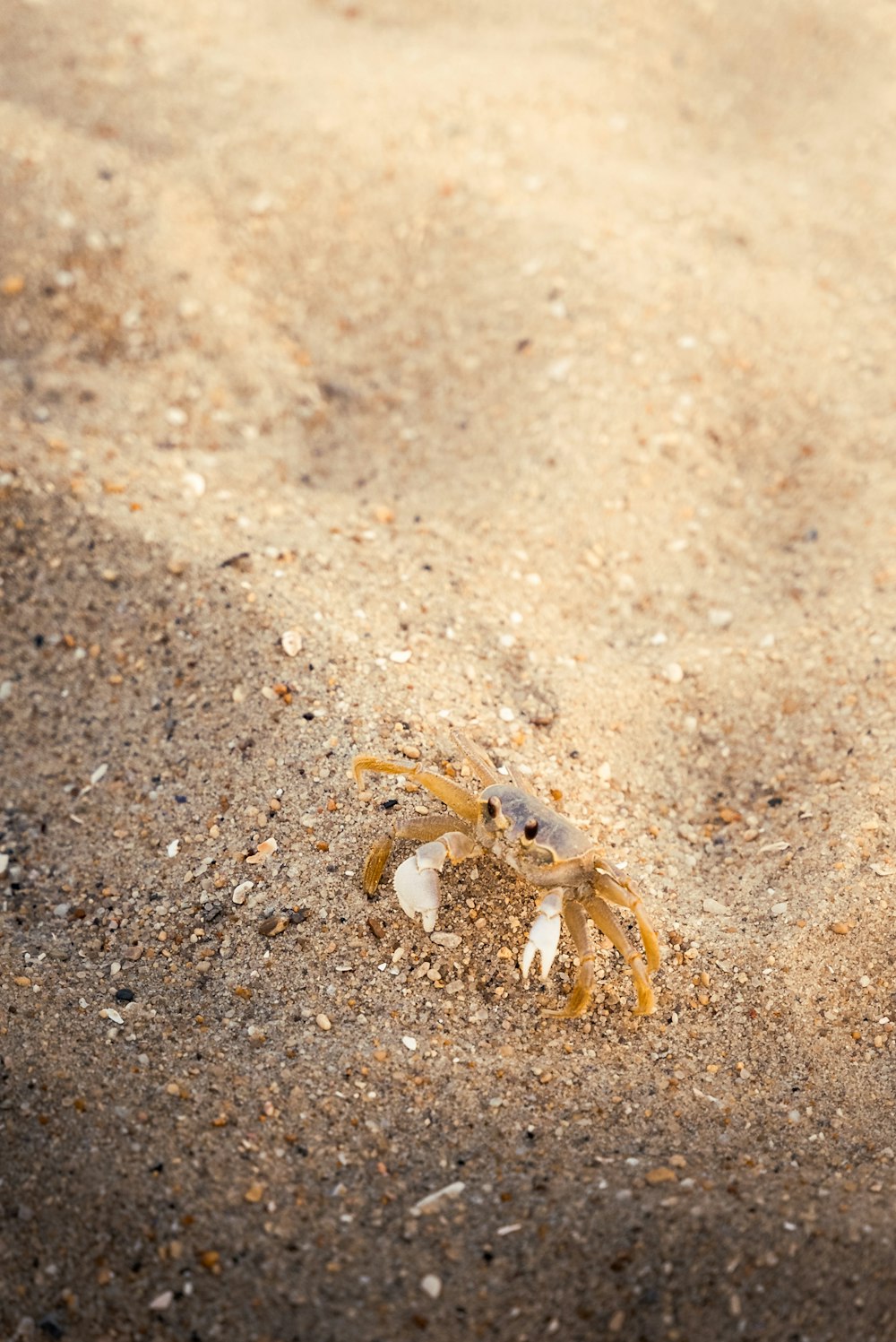 a crab crawling in the sand on a beach