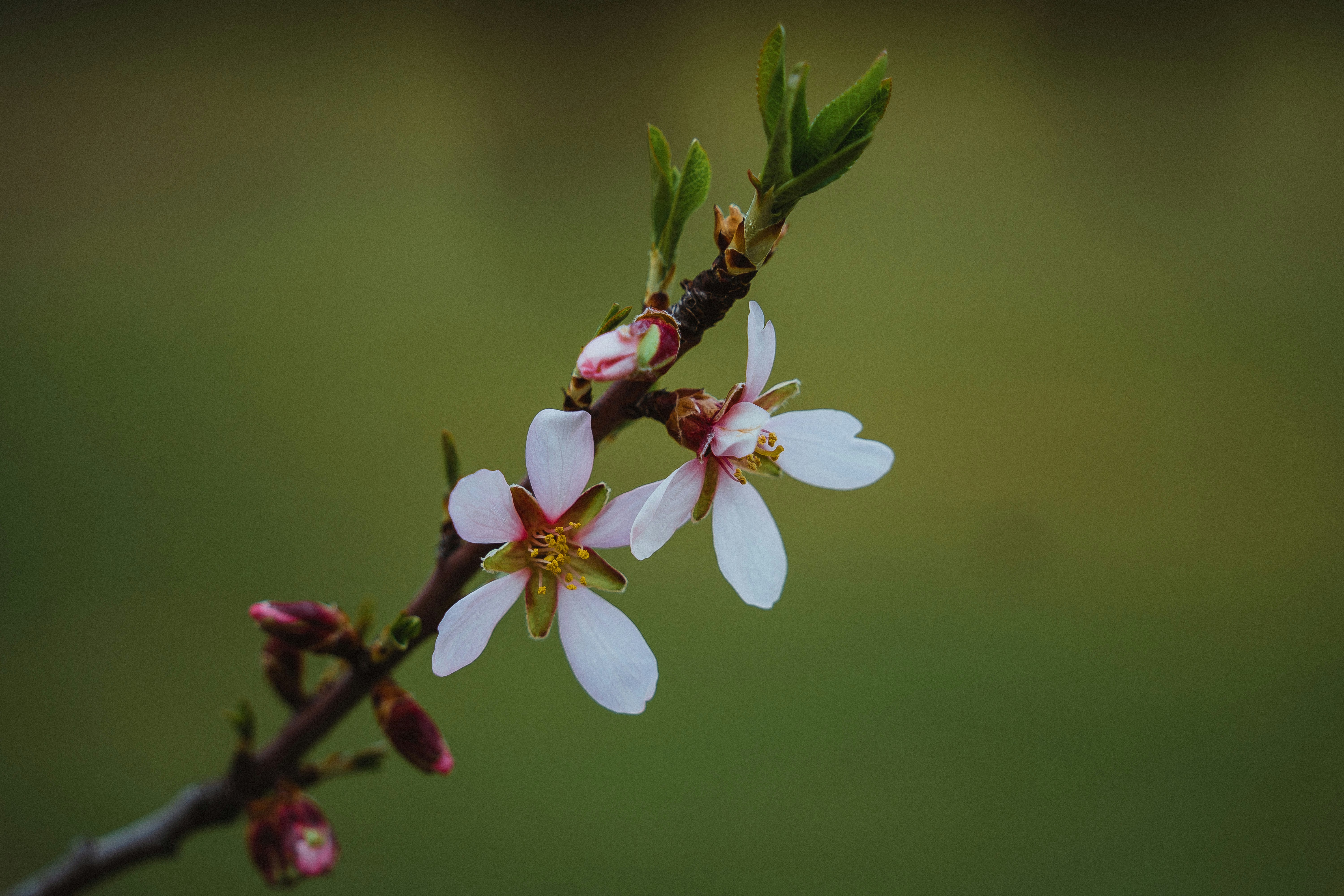a close up of a flower on a tree branch