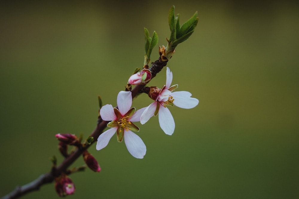 a close up of a flower on a tree branch