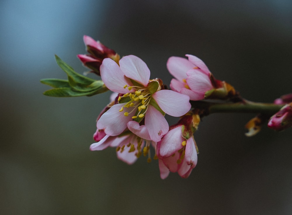 a close up of a pink flower on a branch